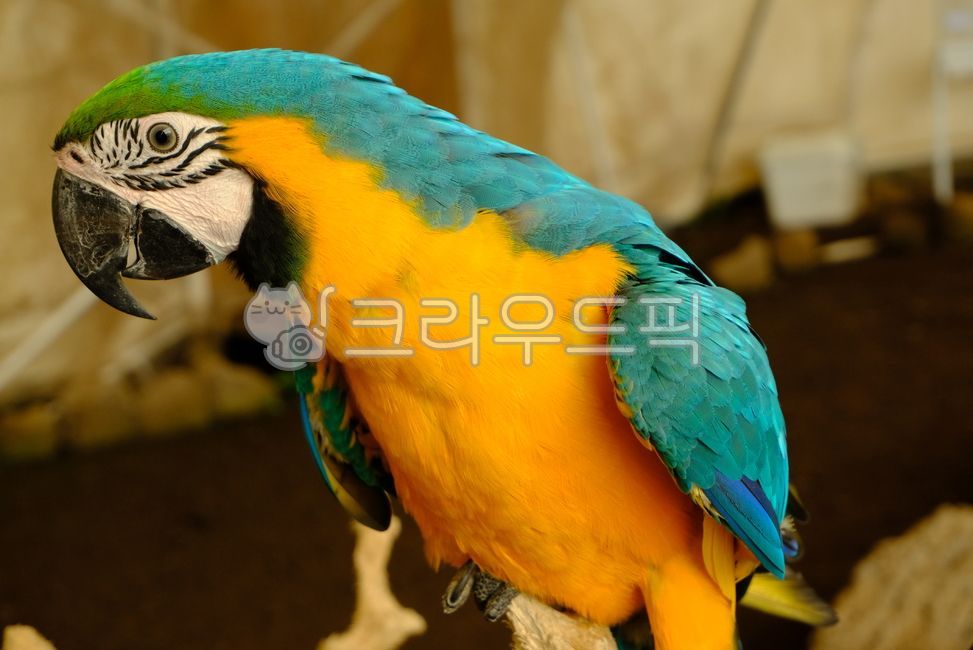 새,청금강앵무,앵무새,bird,동물,animal,macaw