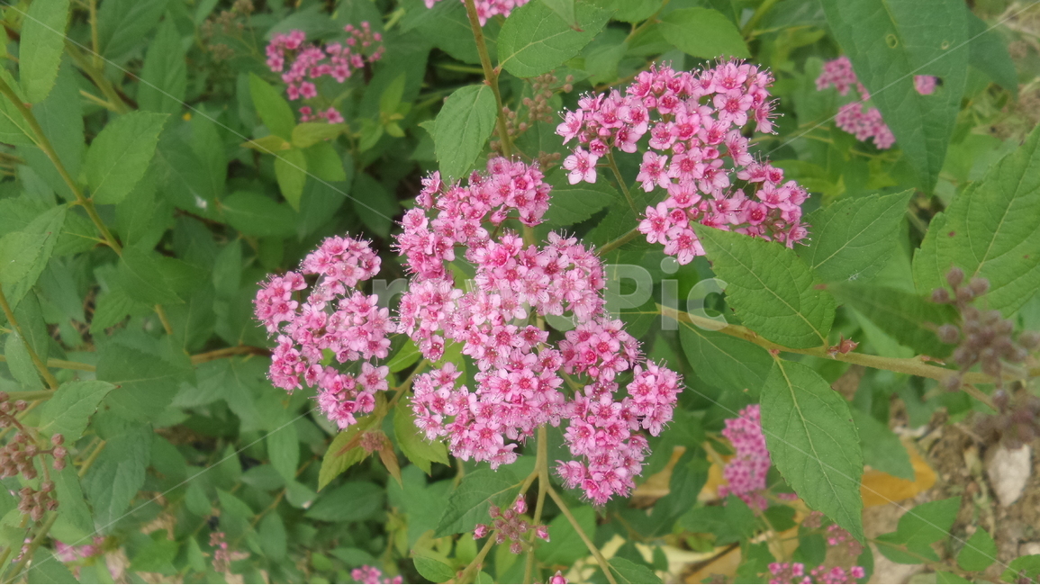 일본조팝나무,장미과,분홍색꽃,관상용,골돌,식물,자연,plants,nature,꽃,flower