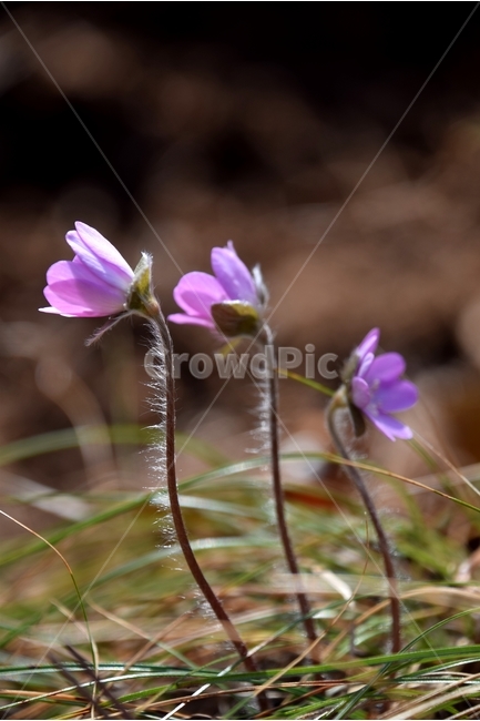 노루귀,노루귀꽃,구봉도노루귀,봄꽃,봄,봄,계절,spring,season,식물,자연,plants,nature,꽃,flower,plant,blossom,geranium,제라늄