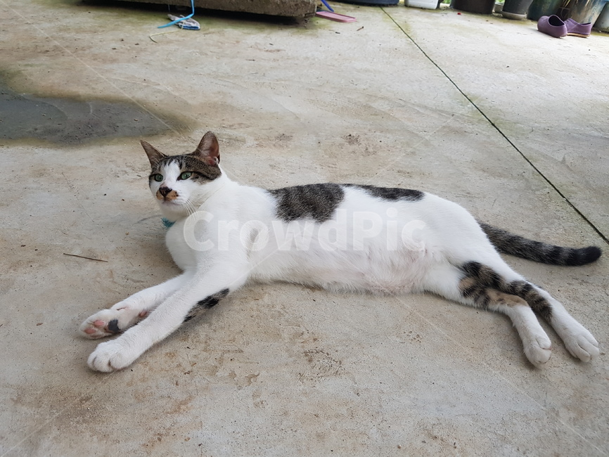 cat,고양이,animal,동물,애완동물,pet,포유류,동물,animal,포유류,mammal,고양이,cat,kitten,kitty