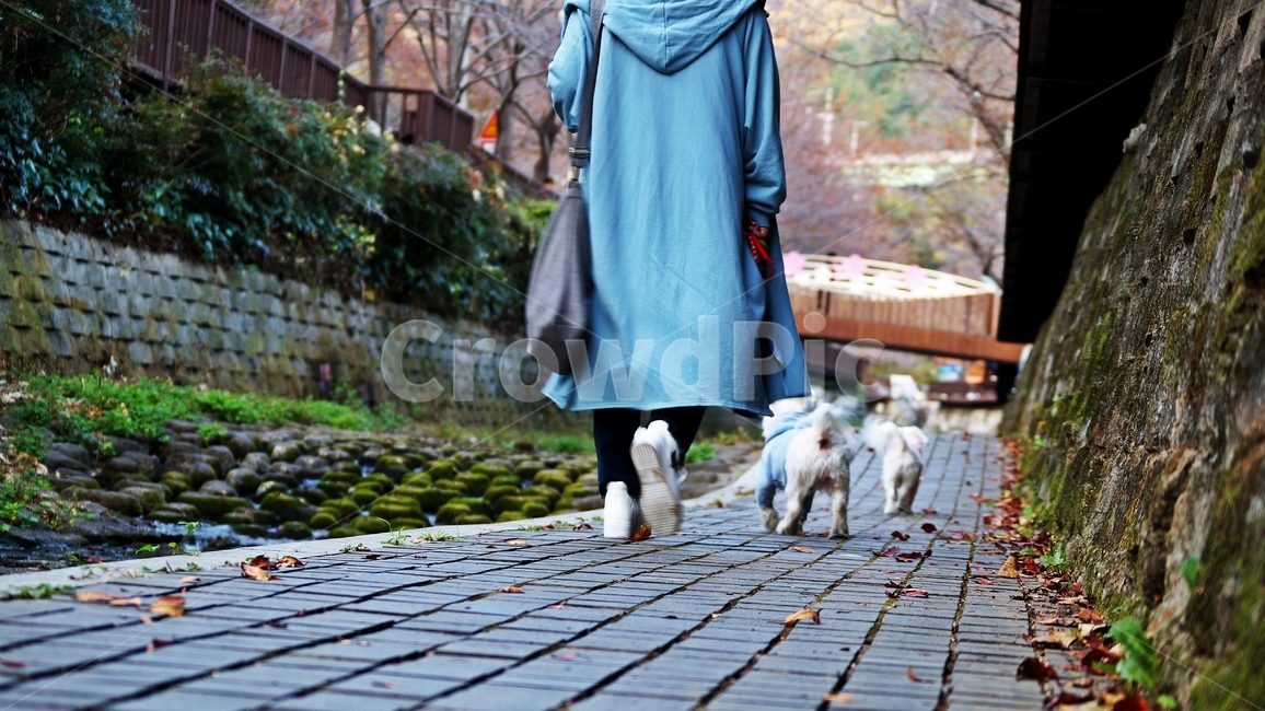 산책,가을,가을풍경,산책로,애견,동물,animal,포유류,mammal,개,강아지,dog,doggy,사람,인물,인간,human,person