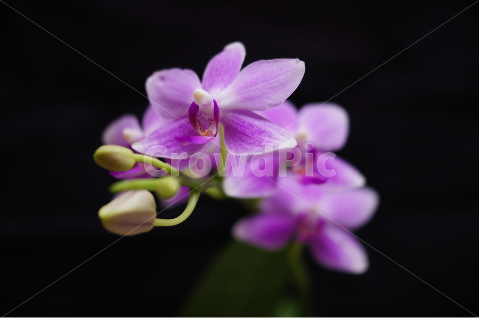 난,난꽃,꽃,식물,flower,식물,자연,plants,nature,꽃,flower