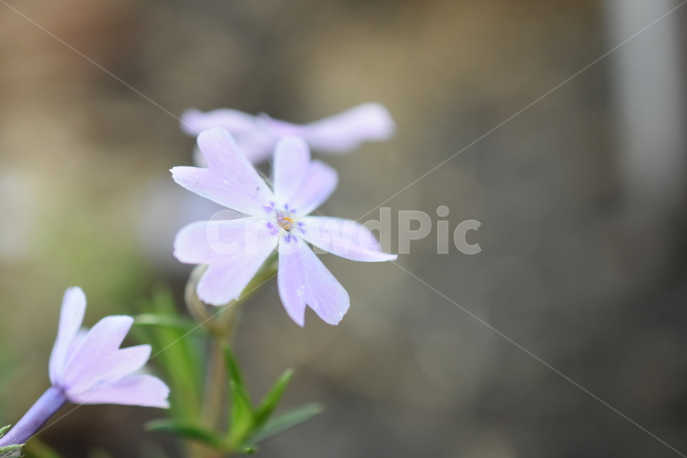 식물,꽃,배경,자연,심플,식물,자연,plants,nature,꽃,flower