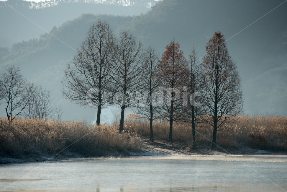 전북진안,생태공원,겨울,가을,풍경,용담호,가을,계절,fall,autumn,season,자연,풍경,nature,landscape,한국자연풍경,한국자연경관,korea nature landscape,outdoors,옥외,plant,식물,tree,나무