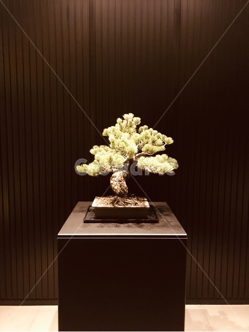 분재,일본,정원,화분,입구식물,plant,식물,tree,나무