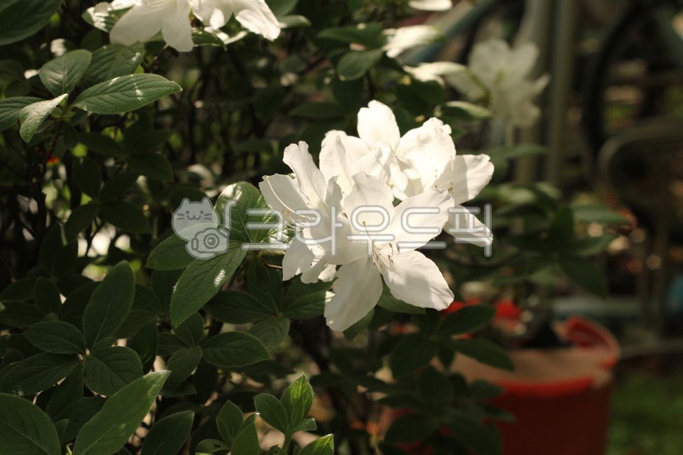 철쭉,꽃,잎,royalazalea,flower,leaf,blossom,흰철쭉
