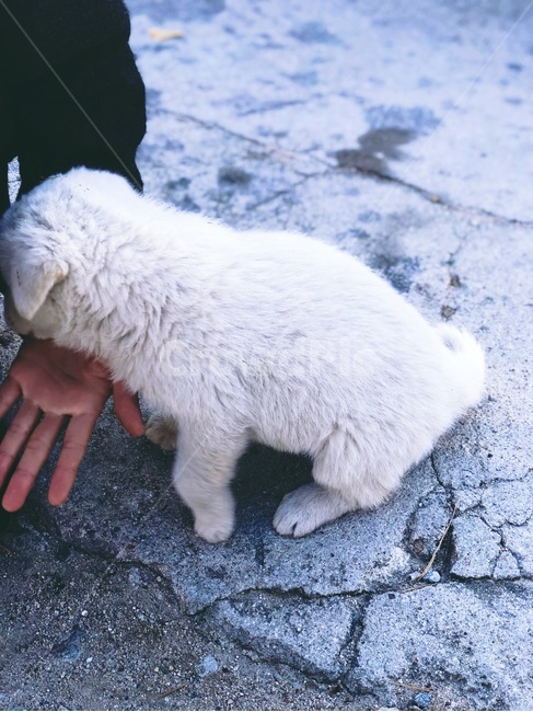 진돗개,강아지,하얀털,동물,개,동물,animal,포유류,mammal,개,강아지,dog,doggy