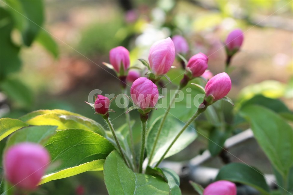 꽃,꽃봉오리,야생화,식물,flower,식물,자연,plants,nature,꽃,flower
