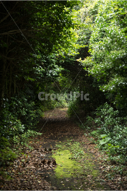 오솔길,길,숲,비밀,배경,조용한,차분한,습한,문,정원,자연,자연,풍경,nature,landscape