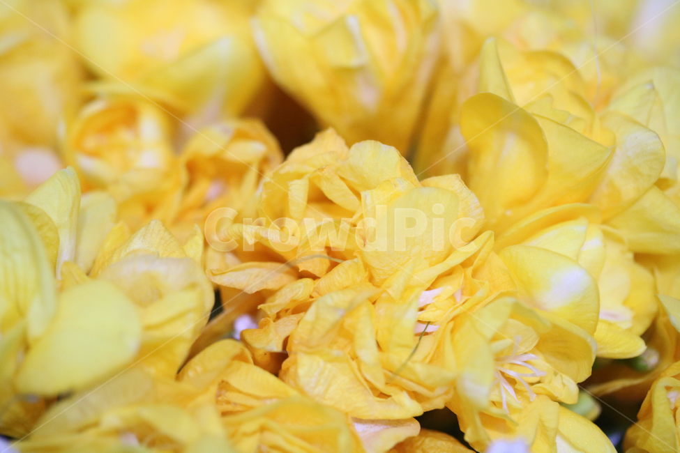 후리지아,프레지아,꽃,안개꽃,컬러,노란색,하얀색,식물,자연,flower,color,yellow,white,plant,nature,moss,freesia,식물,자연,plants,nature,꽃,flower