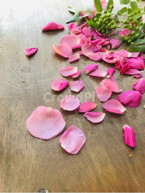 plant,blossom,petal,꽃잎,pinkrosepetal,핑크장미잎