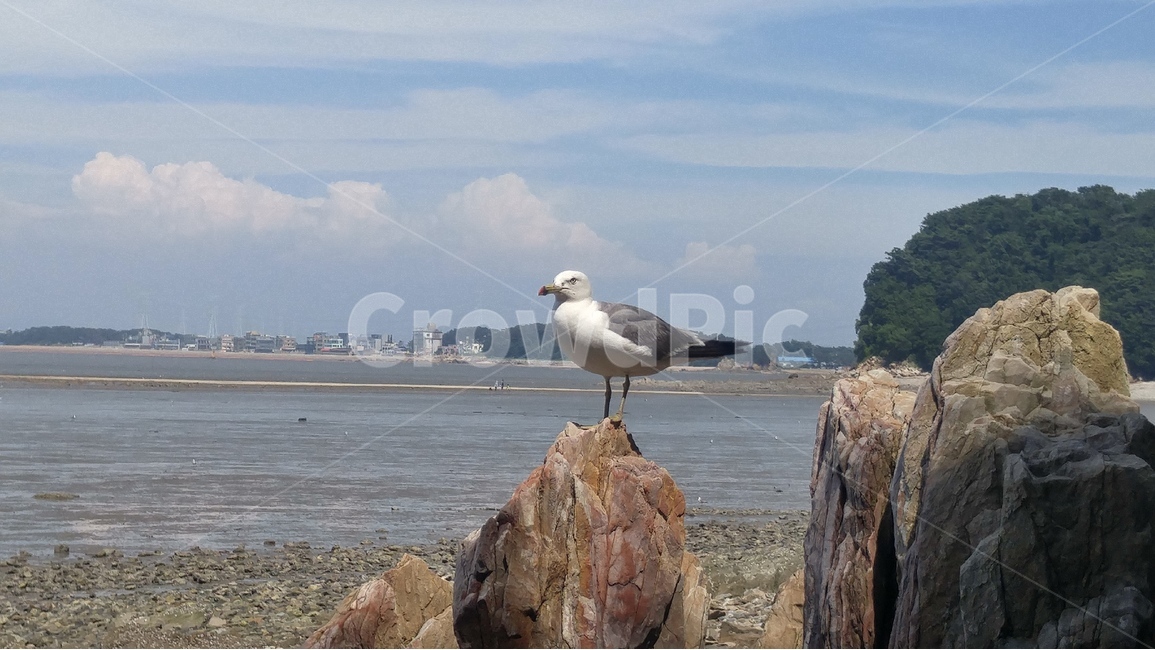바다,하늘,갈매기,바위,여름,구름,갯벌,동물,animal,조류,새,birds