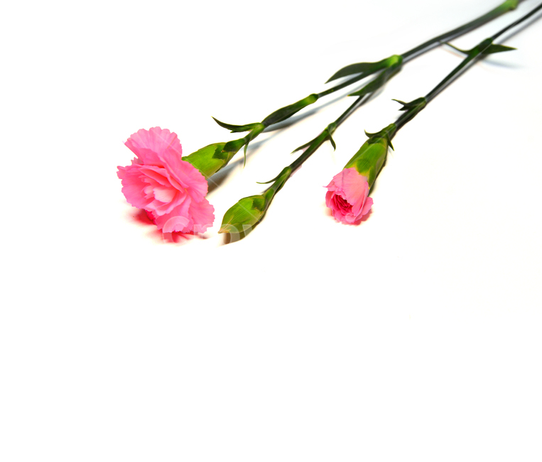 카네이션,꽃,5월,어버이날,감사,누끼,가정의달,마음,스승의날,분홍색,핑크색,은혜,사랑,선물,pink,flowers,식물,자연,plants,nature,꽃,flower,가족,패밀리,family,기념일,축하,anniversary,congratulation,celebrate,celebration,교육,학교,공부,education,learning,study,school,누끼,remove background