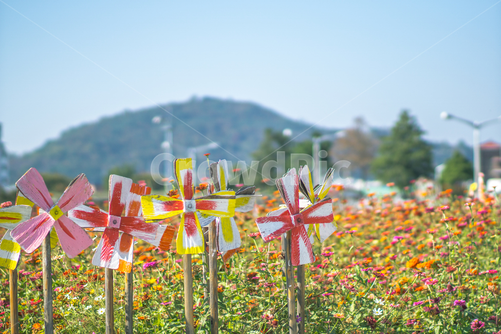 바람개비,가을,꽃,windmill,Flower,감성,sensible,feeling,사물,물건,오브젝트,thing,object,matter