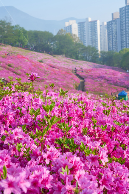 군포,철쭉,철쭉축제,축제,봄,군포축제,군포철쭉,식물,자연,plants,nature,꽃,flower