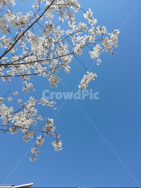 flower,꽃,blossom,cherryblossom,식물,봄,계절,spring,season