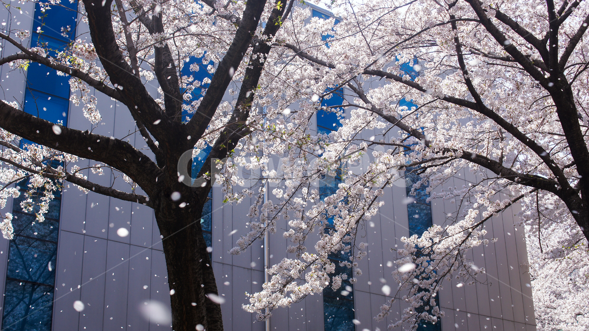 벚꽃,벚꽃놀이,4월,봄,벚꽃나무,봄,계절,spring,season,자연,풍경,nature,landscape,plant,식물,outdoors,옥외