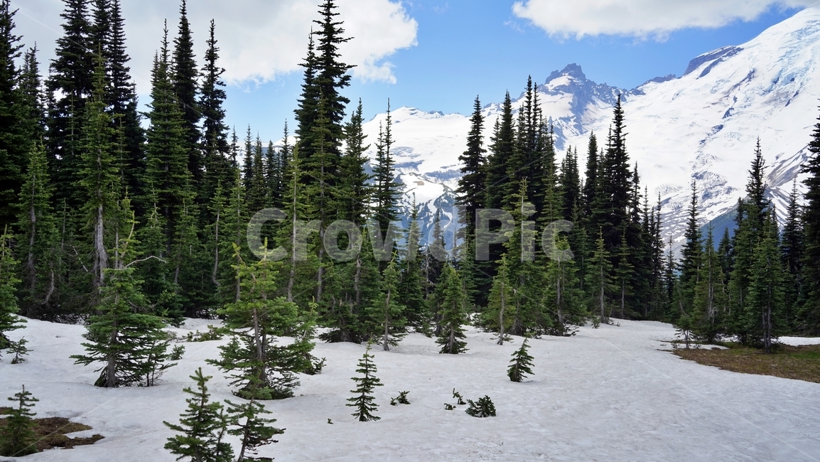 mtrainier,paradise,레이니어산,눈산,glacier,겨울,계절,winter,season,자연,풍경,nature,landscape,tree,나무,plant,식물,fir,전나무