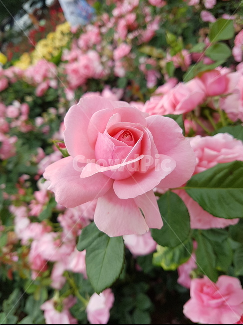 핑크,장미,장미축제,로즈데이,꽃다발,꽃송이,rose,love,장미공원,장미꽃,자연,사랑,장미향,장미무늬