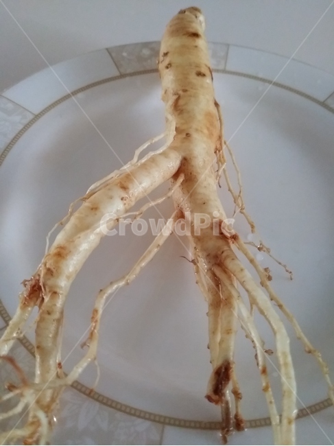 인삼,수삼,먹거리,보약,음식,ginseng,한약,한약재,날것,raw,날음식,건강,heath,lifestyle,라이프스타일,음식,식재료,요리,food,cook,meal,dishes,food reserves