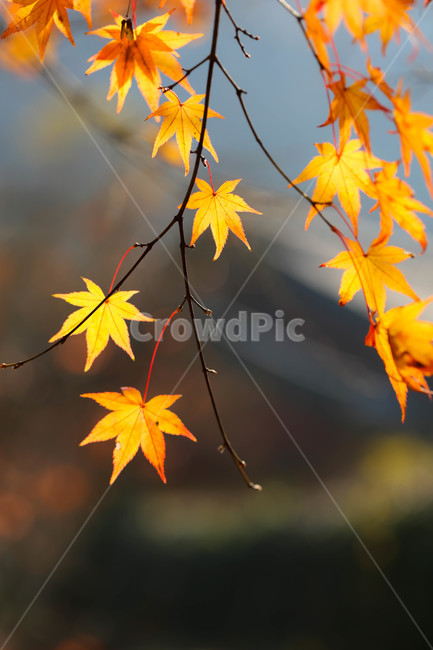 단풍,가을,잎,tree,plant,가을,계절,fall,autumn,season