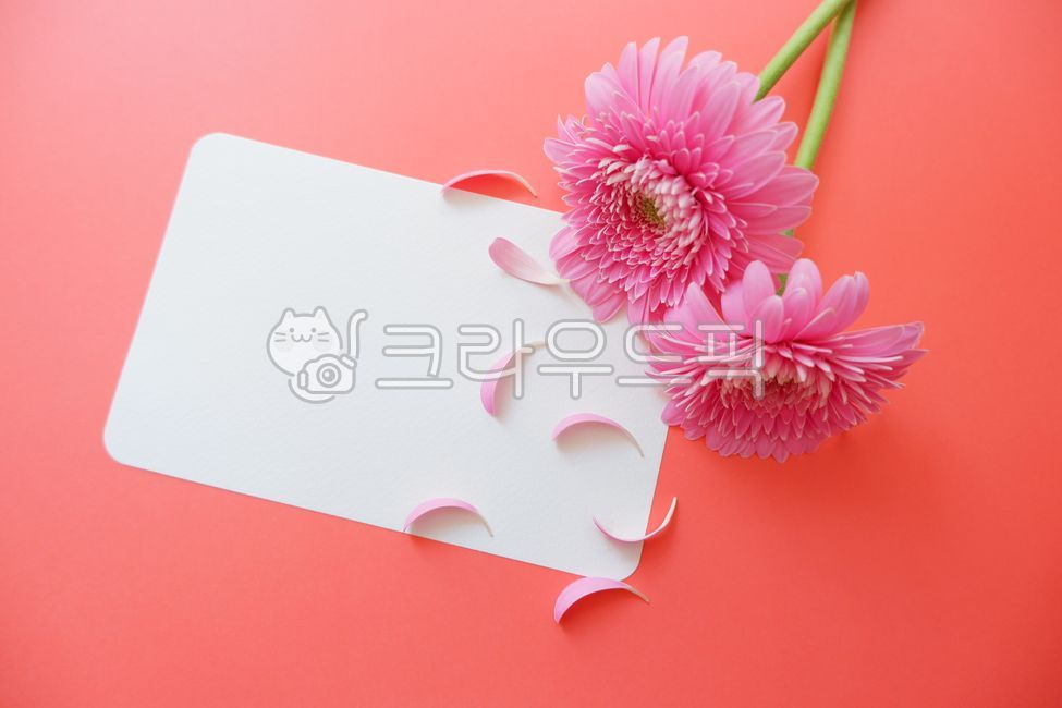 love,pink,Emotional background,greeting,Orange,petals,summer,spring,spring flowers,petal,paper,plants,orangecolor,Emotion,daisy,floral,blossom,pink flower,message,flower,summer background,envelope,writing pad,dahlia,background,letter,plant,card,colorful