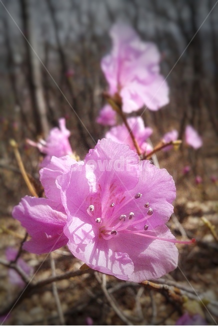 blossom,꽃,식물,plant,flower,pink,진달래,봄,spring