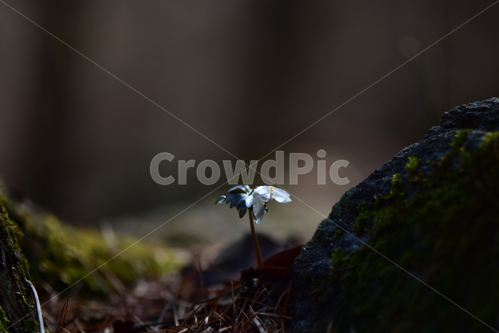 너도바람꽃,야생화,봄,꽃,풀꽃,자연,식물,식생,감성,힐링,plants,nature,spring,season,flower,emotion,feeling,흰색,초본,너도바람꽃속