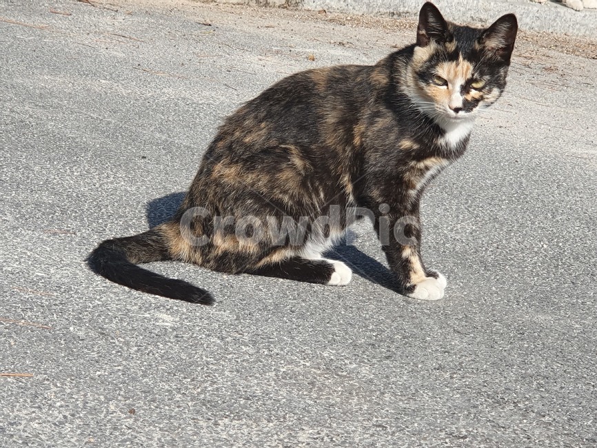 cat,pet,animal,mammal,고양이,동물,동물,animal,포유류,mammal,고양이,cat,kitten,kitty
