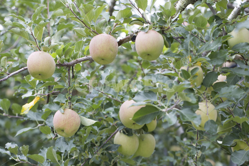 사과,과수원,과일,열매,사과나무,나무,과일,열매,fruit