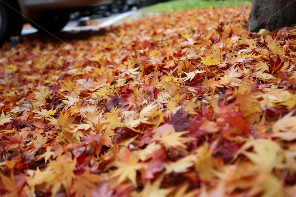 단풍,단풍잎,maple,mapleleaf,가을,낙화,자연,풍경,한국,fall,autumn,나뭇잎,캐논,cannon,단풍나무,가을,계절,fall,autumn,season,식물,자연,plants,nature,plant,leaf,잎,tree,나무