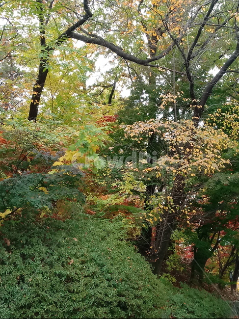 단풍,단풍잎,단풍나무,가을,leaf,잎,plant,식물,tree,나무,계절,fallautumnseason,outdoors,옥외,자연풍경,naturelandscape,낙엽,가을,계절,fall,autumn,season,식물,자연,plants,nature,tree trunk,나무 줄기