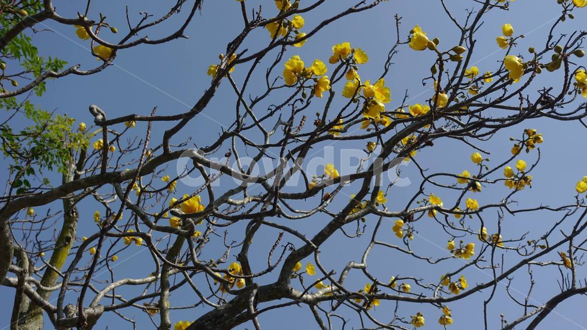 꽃,봄꽃,yellow,노랑,산수유,꽃송이,blossom,나무,나뭇가지