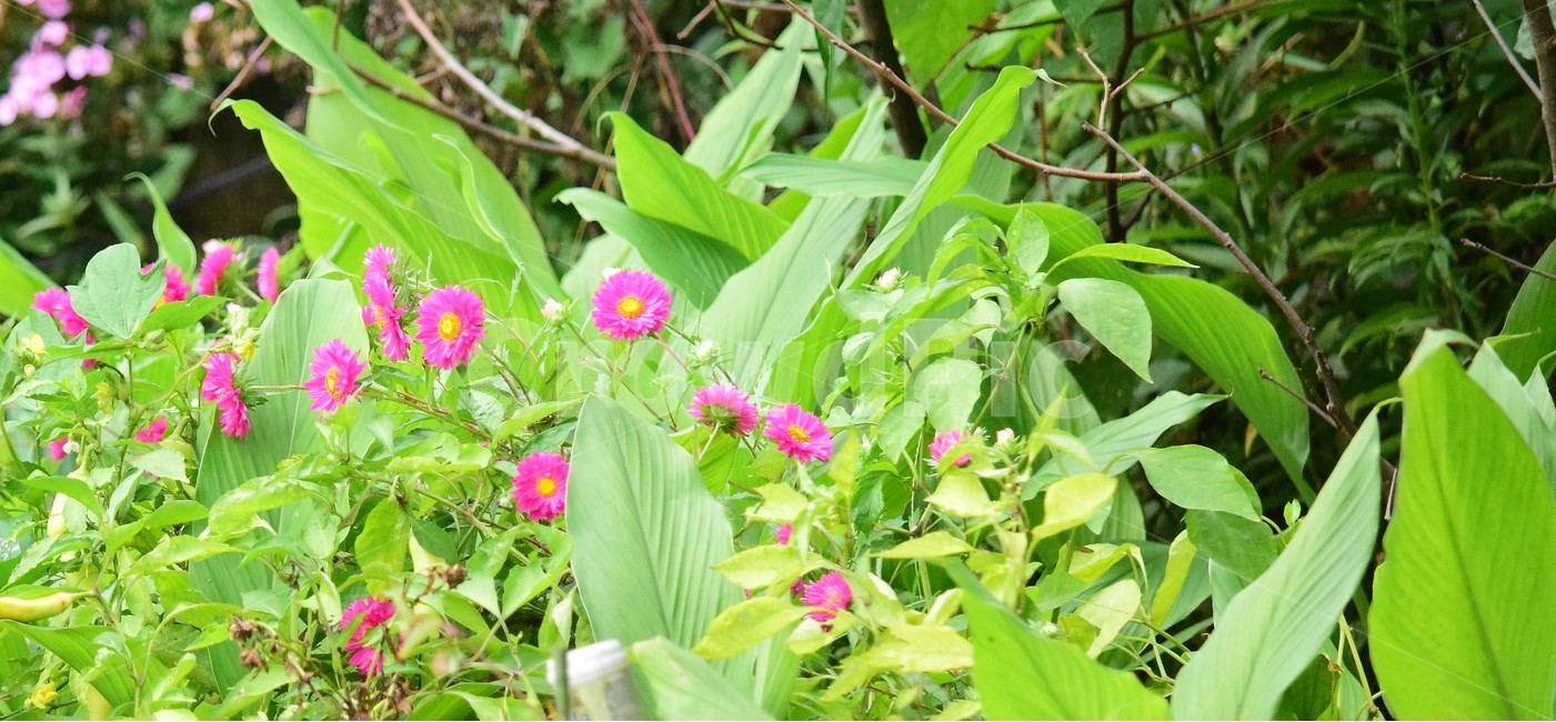 꽃,꽃들,자연,아름다움,장식,붉은색,나무,배경화면,flowers,flower,nature,beautiful,bright,decoration,background,floral,식물,자연,plants,nature,꽃,flower