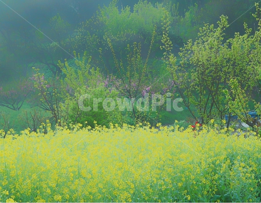 유채꽃,봄,들녘,풍경,담양,봄,계절,spring,season,자연,풍경,nature,landscape,field,들,grassland,목초지,outdoors,옥외