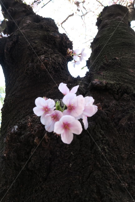 벚꽃,꽃,봄,나무,식물,봄,계절,spring,season,식물,자연,plants,nature,꽃,flower,geranium,제라늄,blossom,plant