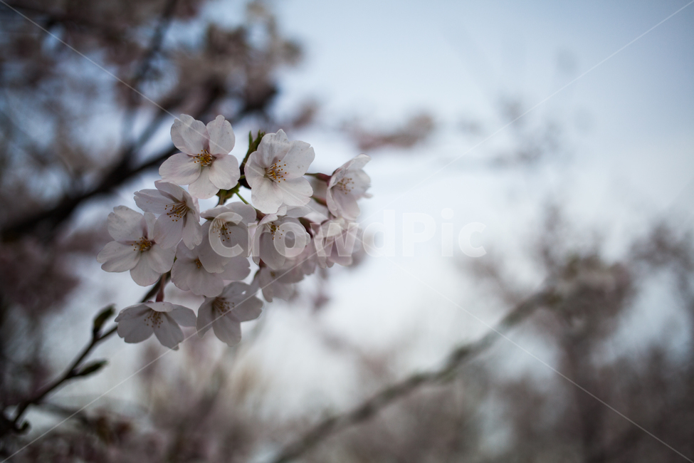 벗꽃,봄,봄꽃,여의도,윤중로,봄,계절,spring,season,plant,식물,blossom,꽃,flower