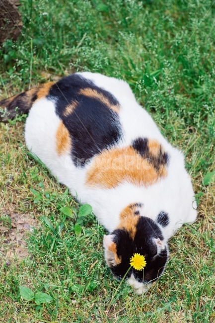 cat,냥이,고양이,꽃냥이,꽃고양이,동물,animal,포유류,mammal,고양이,cat,kitten,kitty