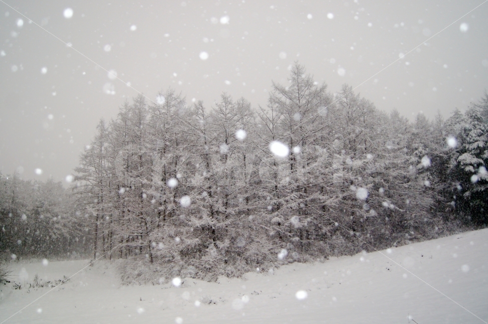 겨울,눈,풍경,눈내리는날,펄펄,자연,풍경,nature,landscape,겨울,계절,winter,season,storm,폭풍,snow,blizzard,눈보라,outdoors,옥외
