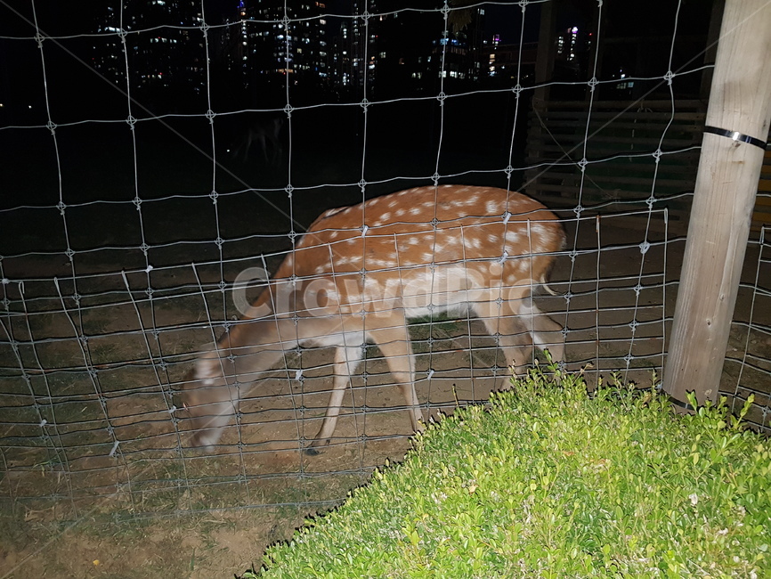 꽃사슴,야생,자연,동물,사슴,동물원,야간,동물,animal,포유류,mammal