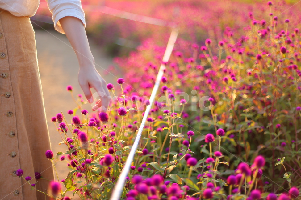손,천일홍,빛,꽃밭,꽃,light,sunshine,flower,pink,색감,핑크,체리핑크,손가락,식물,자연,plants,nature,꽃,flower,사람,인물,인간,human,person,신체일부,몸,body,여성,여자,woman,female,lady,감성,sensible,feeling