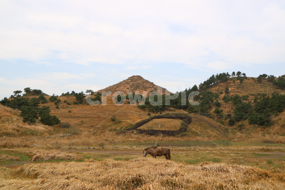 제주,말,힐링,데일리,산,나무,자연,자연,풍경,nature,landscape,제주도,jeju,jeju island,outdoors,옥외,grassland,목초지,field,들
