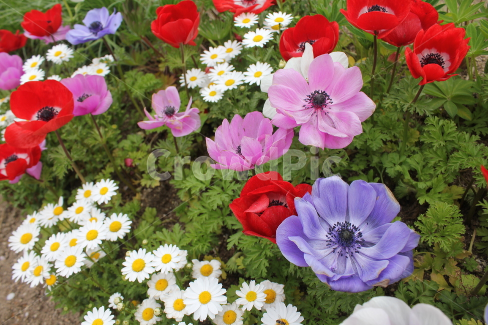 식물,자연,꽃,봄,아름다움,식물,자연,plants,nature,꽃,flower
