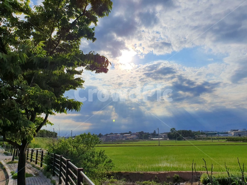 빛내림,옥외,감성,구름,나무,grassland,outdoors,목초지,field,들,자연,tree,cloud