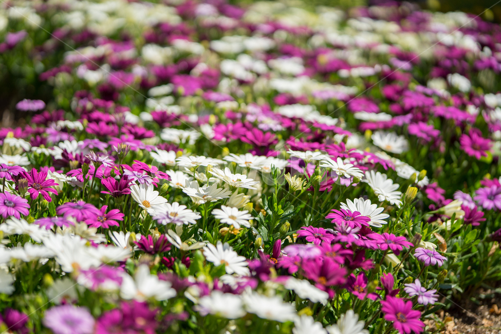 오스테오스퍼멈,봄,꽃,자연,식물,근접,봄꽃,식물,자연,plants,nature,꽃,flower