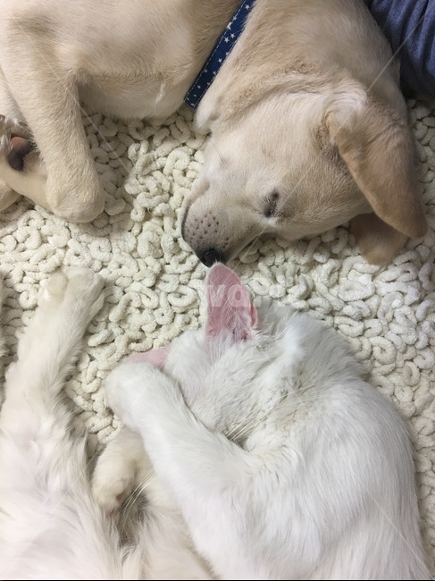 강아지,고양이,잠,낮잠,강아지고양이,사이좋음,우정,믹스견,페르시안고양이