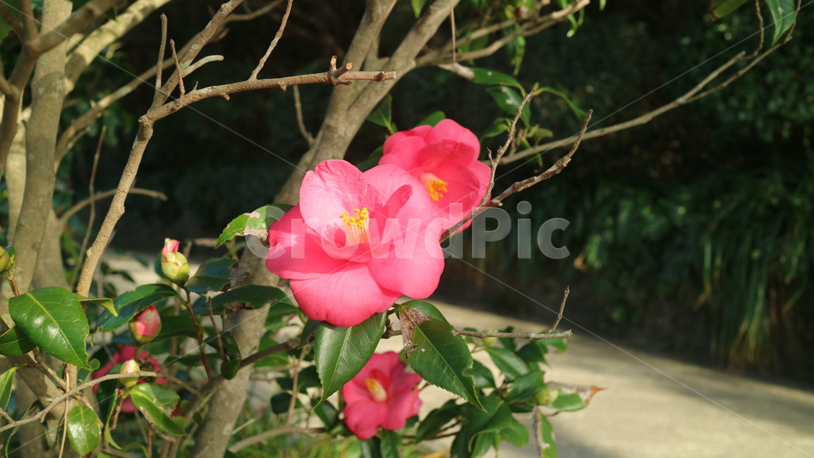 동백,동백꽃,자연,plant,식물,blossom,꽃,flower