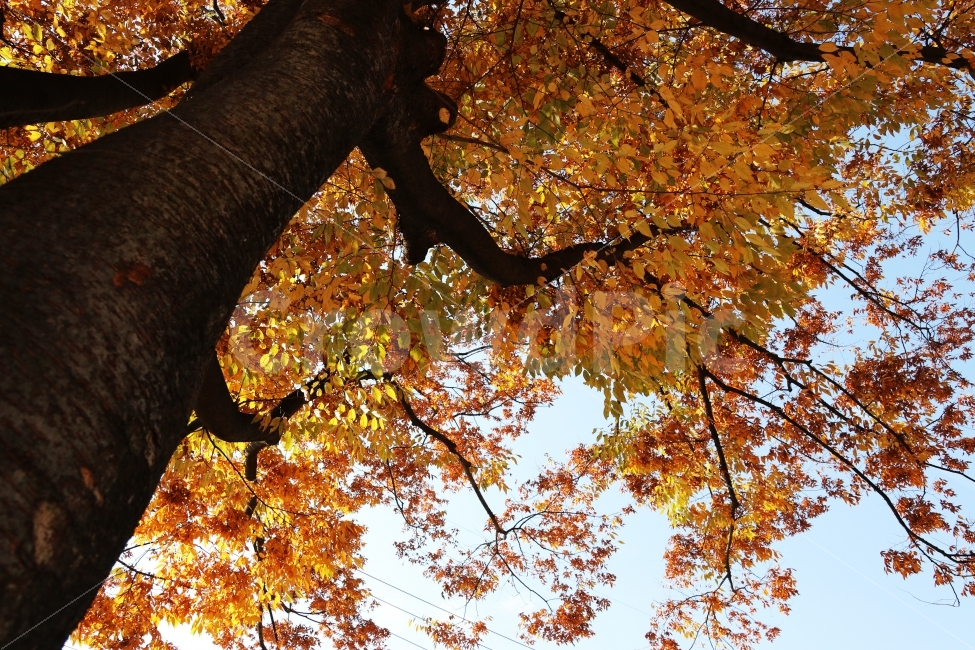 	단풍,나무,가을배경,가을풍경,가을나무,가을,계절,fall,autumn,season,식물,자연,plants,nature,나무,trees,wood,tree,plant,tree trunk,나무 줄기