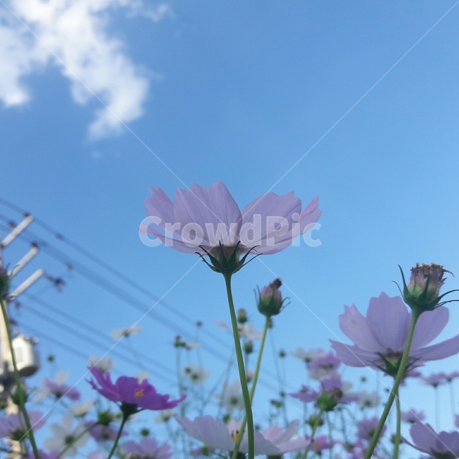 꽃,코스모스,하늘,분홍,파랑,파스텔톤,flower,가을,계절,fall,autumn,season,식물,자연,plants,nature,꽃,flower,plant,geranium,제라늄,blossom