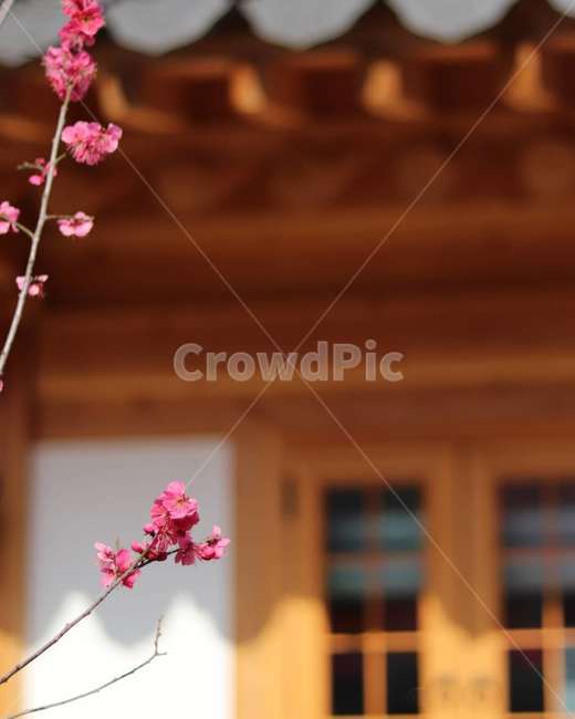 plant,식물,blossom,꽃,flower,매화,spring,봄,plum